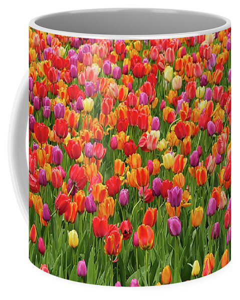 Tulipes Coffee Mug featuring the photograph Field of Tulips by Louise Tanguay