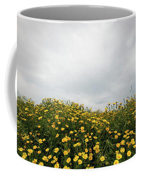 Spring Coffee Mug featuring the photograph Field with yellow marguerite daisy blooming flowers against cloudy sky. Spring landscape nature background by Michalakis Ppalis
