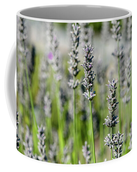Copyright Elixir Images Coffee Mug featuring the photograph Fields of Lavender Napa Valley #2 by Santa Fe