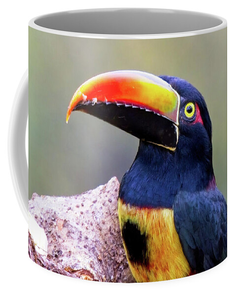 Fiery-billed Aracari Coffee Mug featuring the photograph Fiery-billed Aracari by Tony Mills
