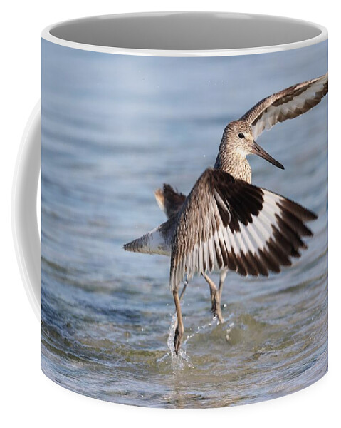 Willet Coffee Mug featuring the photograph Fight between Two Willets by Mingming Jiang