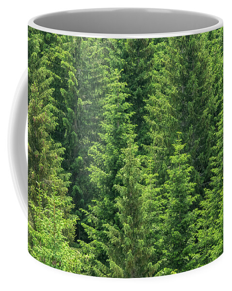 Fir Coffee Mug featuring the photograph Fir Trees Forest Background by Mikhail Kokhanchikov