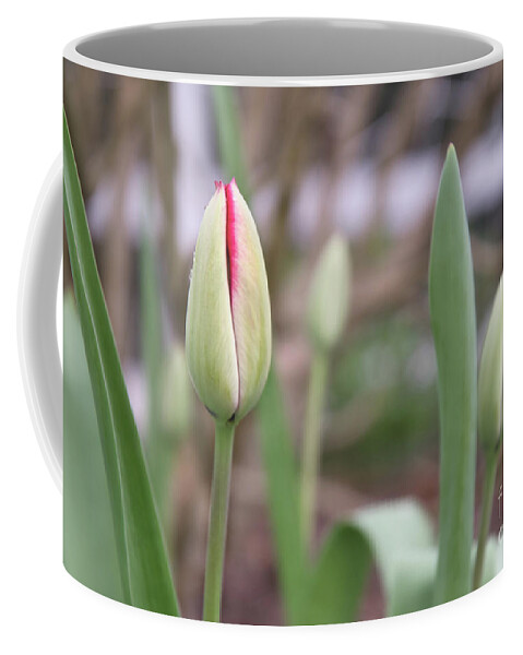 Tulip Coffee Mug featuring the photograph First Day of Spring by Amy Dundon