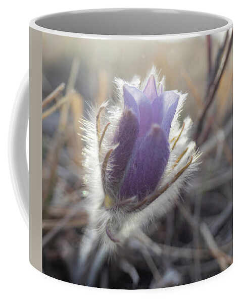 Crocus Coffee Mug featuring the photograph First Spring Prairie Crocus Flower by Karen Rispin