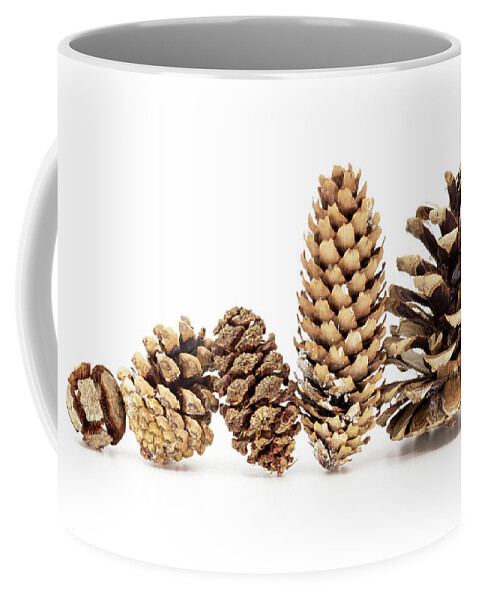 Cone Coffee Mug featuring the photograph Family - Five different pine cones standing in row by Viktor Wallon-Hars