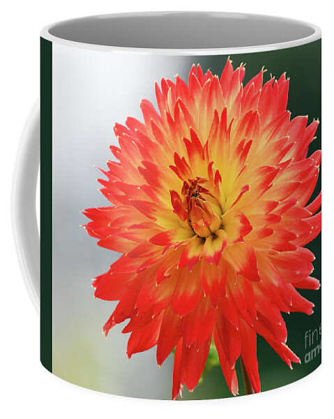 Kmaphoto Coffee Mug featuring the photograph Flame Dahlia by Kristine Anderson