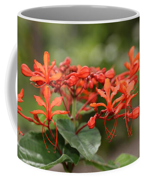 Flaming Glorybower Coffee Mug featuring the photograph Flaming Glorybower and Bokeh by Mingming Jiang