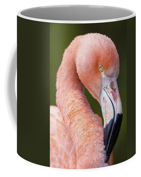 Flamingo Coffee Mug featuring the photograph Flamingo portrait by Gareth Parkes
