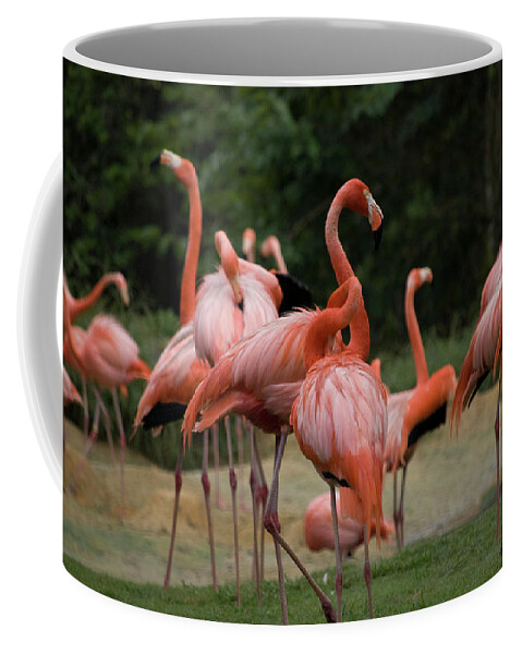 Flamingoes Coffee Mug featuring the photograph Flamingoes by Matthew Nelson