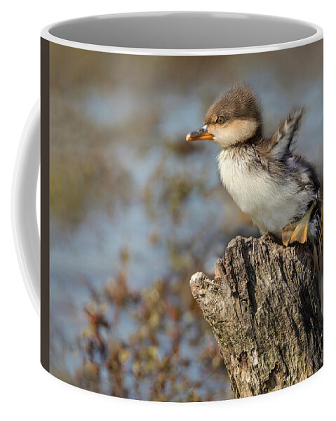 Merganser Coffee Mug featuring the photograph Flap or Flight by Art Cole
