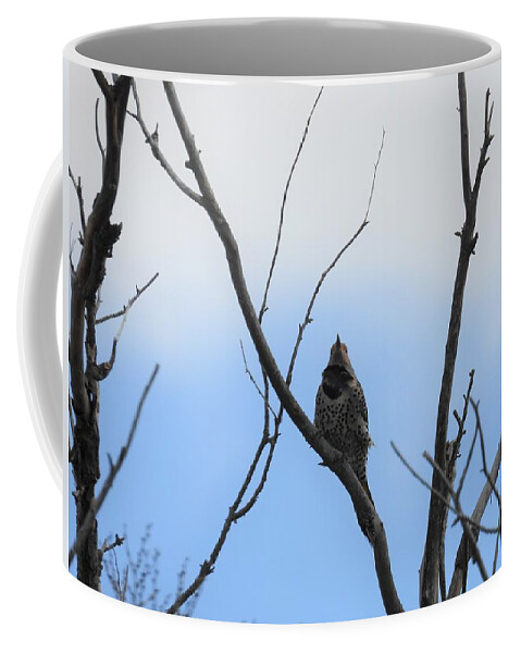 Northern Flicker Coffee Mug featuring the photograph Flicker by Amanda R Wright