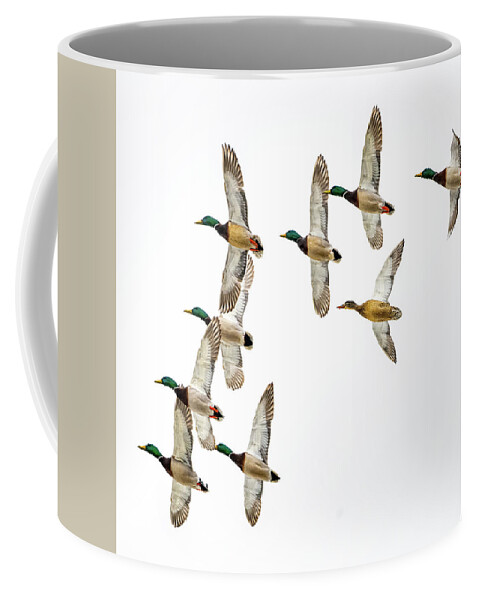Wild Coffee Mug featuring the photograph Flock Of Mallards by Paul Freidlund