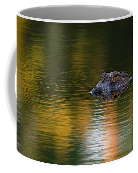 Aligator Coffee Mug featuring the photograph Florida Gator 4 by Larry Marshall