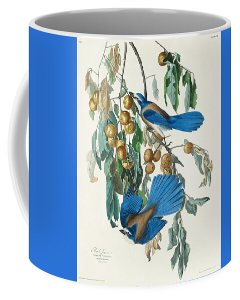Floriday Jay Coffee Mug featuring the mixed media Florida Jay. John James Audubon by World Art Collective
