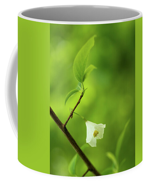 Fine Art Coffee Mug featuring the photograph Flower of the snowdrop bush by Average Images