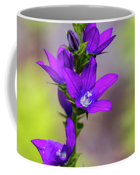 Plants Coffee Mug featuring the photograph Flower Photography - Spring Blooms by Amelia Pearn