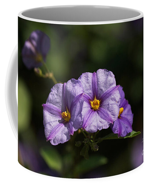 Flower Coffee Mug featuring the photograph Flower-potato Vine-purple by Joy Watson