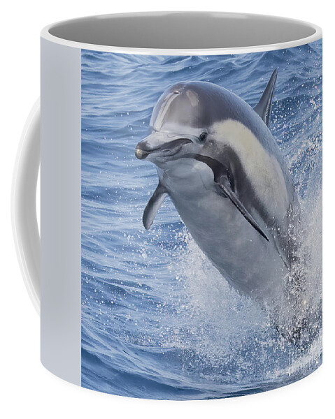 Dana Wharf Coffee Mug featuring the photograph Flying Dolphin by Loriannah Hespe