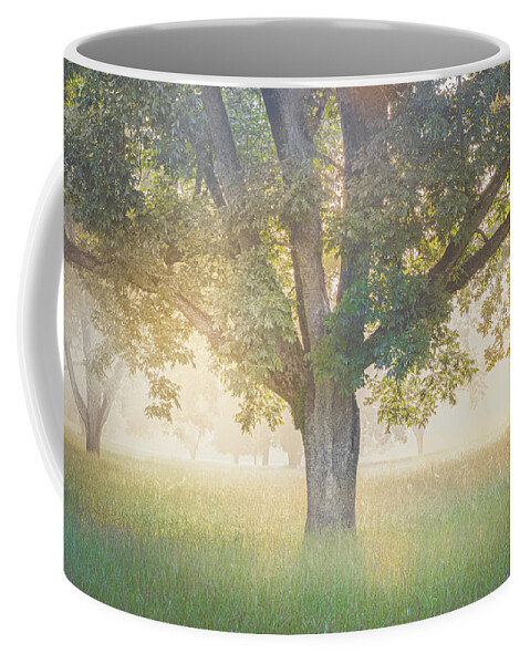 Tree Coffee Mug featuring the photograph Foggy Sunrise Through The Trees by Jordan Hill