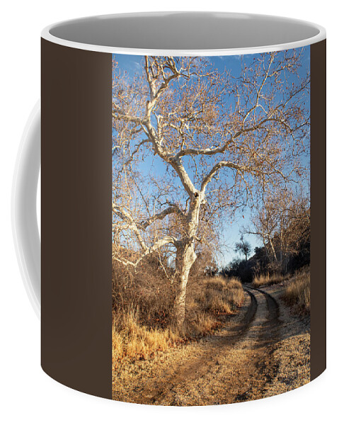 Trees Coffee Mug featuring the photograph Follow the Road by the Sycamore Tree by Mary Lee Dereske