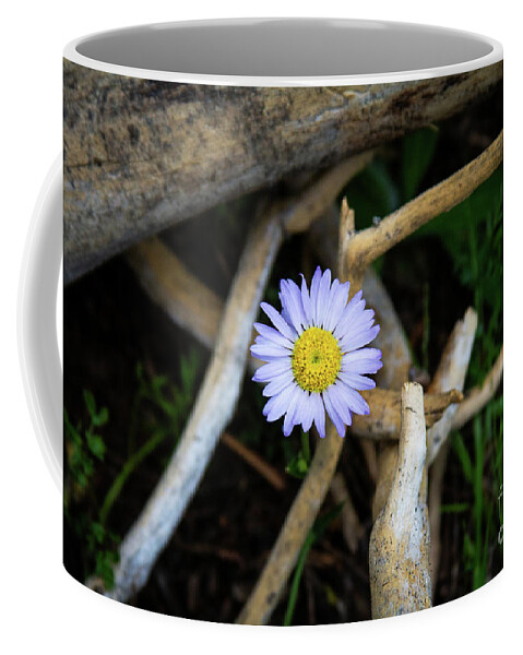  Coffee Mug featuring the photograph Forest Floor by Vincent Bonafede
