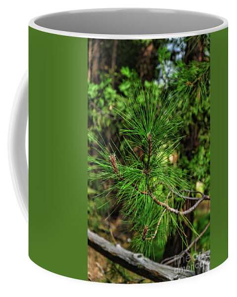 Green Coffee Mug featuring the photograph Forest green pines in Yosemite National Park by Abigail Diane Photography