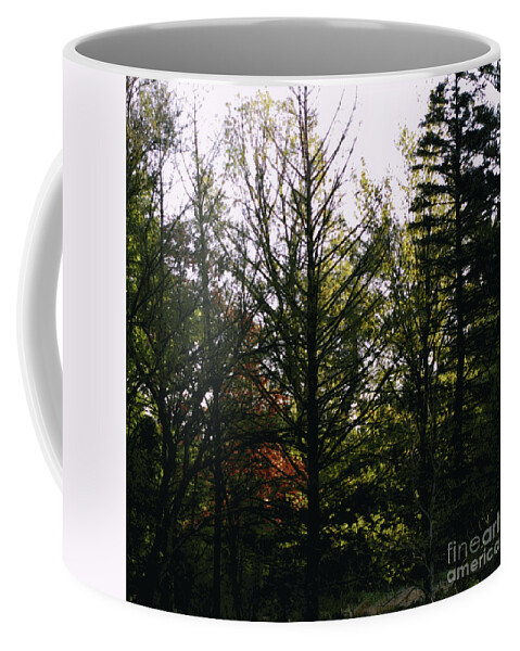 Landscape Coffee Mug featuring the photograph Forest Morning Light Impressionism by Frank J Casella