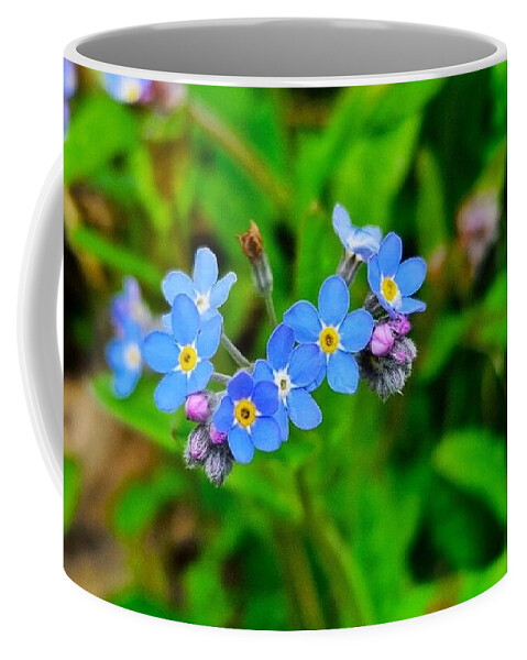  Coffee Mug featuring the photograph Forget me nots by Jarek Filipowicz