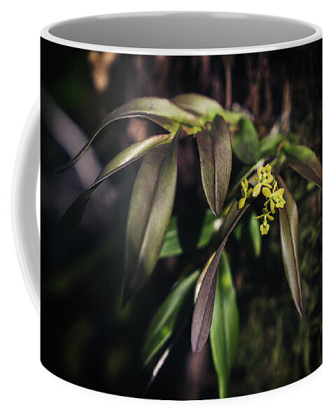 Fakahatchee Strand State Preserve Coffee Mug featuring the photograph Forma Rubrifolium by Rudy Wilms