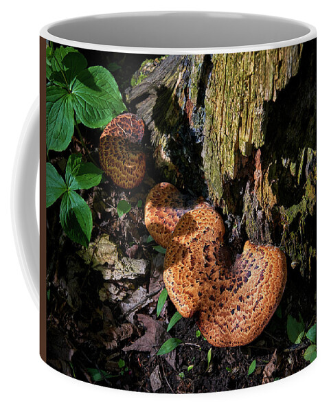 Mushrooming Coffee Mug featuring the photograph Foundation by Doug Gibbons