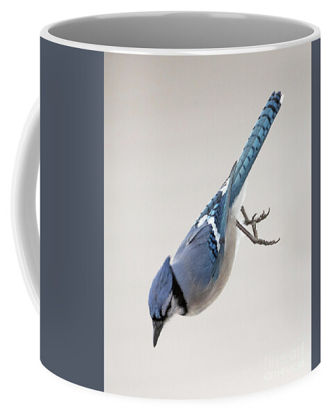 Blue Jay Coffee Mug featuring the photograph Free Falling for a Peanut by Sandra Rust