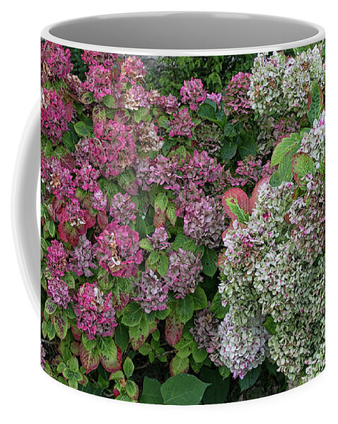 Flowers Coffee Mug featuring the photograph French Hydrangeas by Lisa Chorny