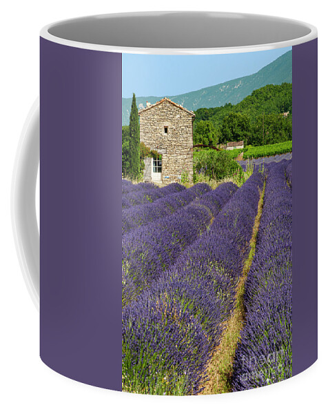 Saignon Coffee Mug featuring the photograph French Stone Farmhouse on a Lavender Farm One by Bob Phillips