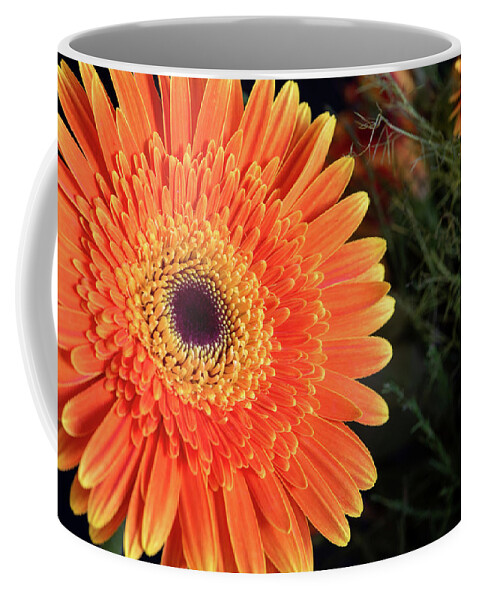 Gerbera Jamesonii Coffee Mug featuring the photograph Fresh blooming Daisy flower  by Michalakis Ppalis