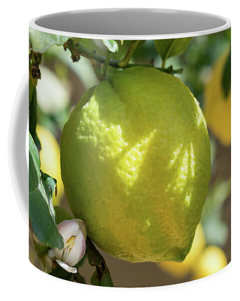 Lemon Tree Coffee Mug featuring the photograph Fresh Lemon, Lovely Lemon Tree And Flowers In Spring by Adriana Mueller