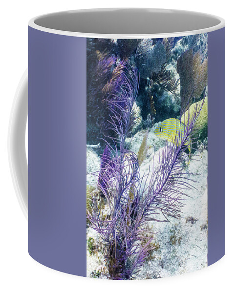Animals Coffee Mug featuring the photograph Frilly by Lynne Browne