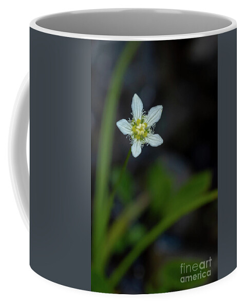 Fringed Grass Of Parnassus Coffee Mug featuring the photograph Fringed Grass of Parnassus Wildflower by Nancy Gleason
