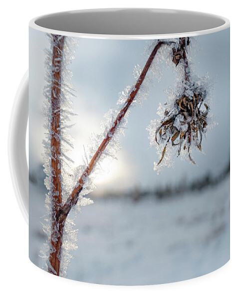Frost Coffee Mug featuring the photograph Frost On A Winter Annual by Karen Rispin
