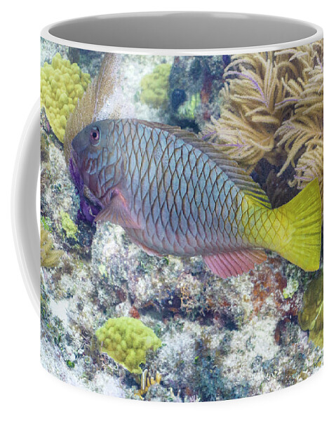 Fish Coffee Mug featuring the photograph Fully Armored by Lynne Browne