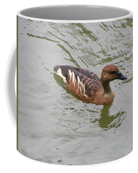 Audubon Zoo Coffee Mug featuring the photograph Fulvous Whistling Duck by Heather E Harman