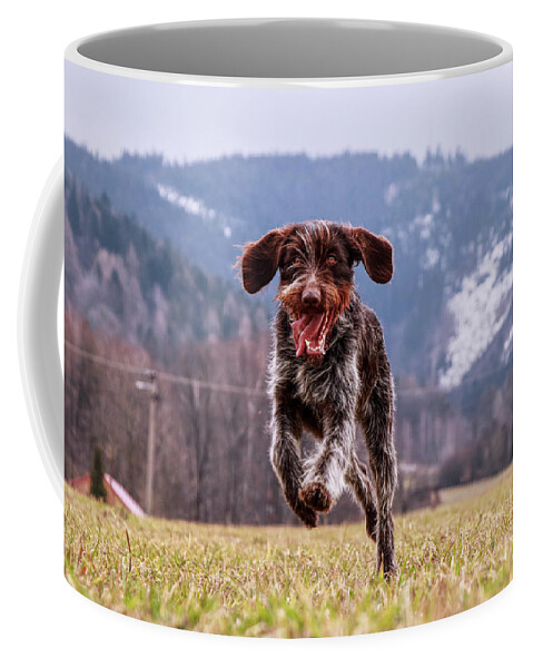 Bohemian Wire Coffee Mug featuring the photograph Fun face. Hound- Bohemian Wire Haired Pointing Griffon by Vaclav Sonnek