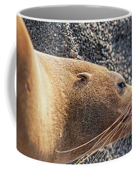 Ecuador Coffee Mug featuring the photograph Galapagos Fur Sea lion resting in the sun by Henri Leduc