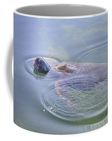 Republic Of Ecuador Coffee Mug featuring the photograph Galapagos green turtle, Chelonia mydas agassisi, Punta Moreno, Isabela Island, Galapagos Islands, Ecuador by Kevin Oke