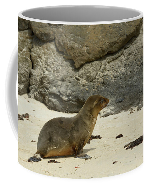 Republic Of Ecuador Coffee Mug featuring the photograph Galapagos sea lion, Floreana Island, Galapagos Islands, Ecuador by Kevin Oke