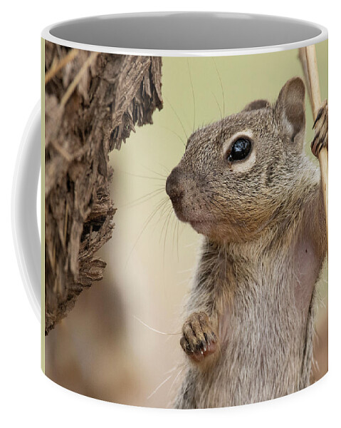 Squirrel Coffee Mug featuring the photograph Gandalf the Gray, Squirrel by Sue Cullumber