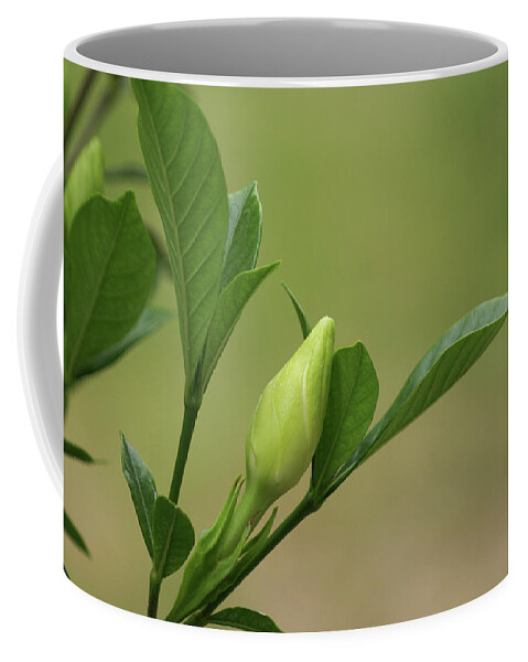  Coffee Mug featuring the photograph Gardenia Bud by Heather E Harman
