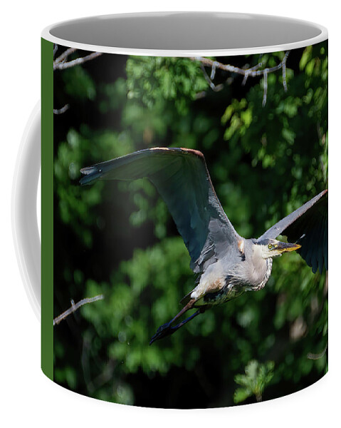 Heron Coffee Mug featuring the photograph GBH Fly-by by Flinn Hackett