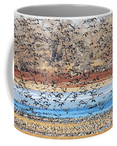 Geese Coffee Mug featuring the photograph Geese at Barr Lake by Steven Krull