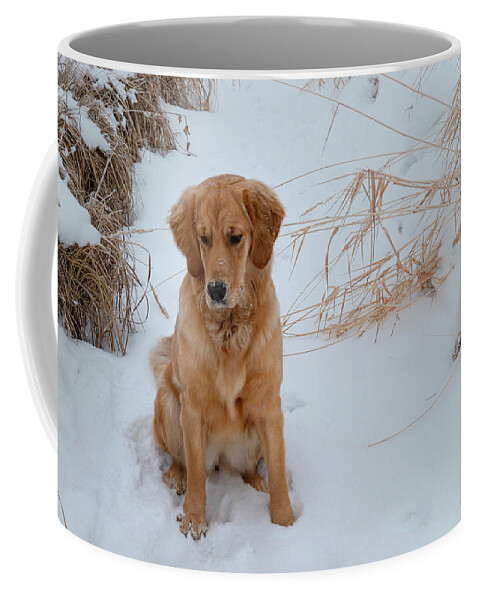 Gentle Coffee Mug featuring the photograph Gentle Dog In Snow by Phil And Karen Rispin
