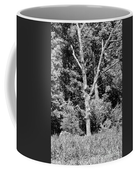 Gettysburg Coffee Mug featuring the photograph Gettysburg Battlefield White Walnut Tree 2 by Bob Phillips